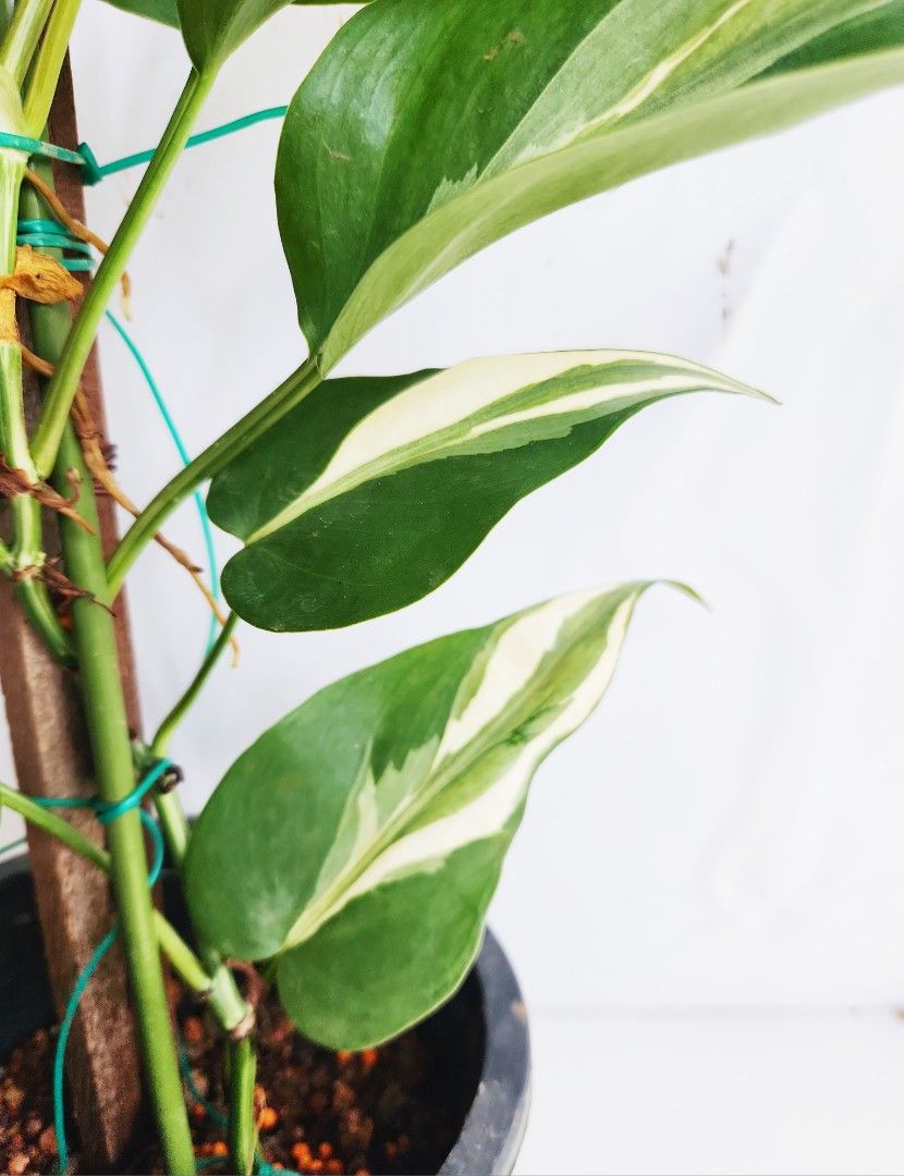 Philodendron Rio487394431573708802