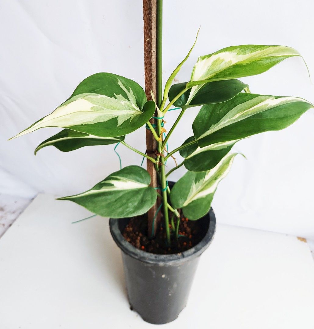 Philodendron Rio487394431573708800