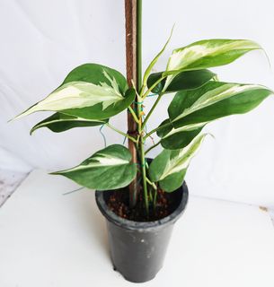 (Category: ) located in . Submitted by goodflorist (Listing ID 1444938565, Image 1). Description: .