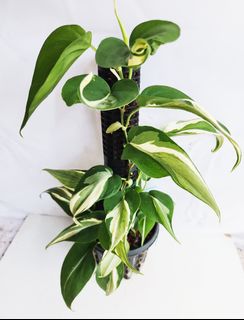 (Category: ) located in . Submitted by goodflorist (Listing ID 1444943307, Image 1). Description: .