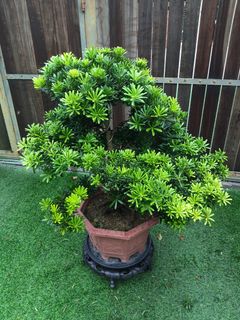 Bonsai  Collection item 2