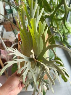 （分類：）位於 。 由 calvinplants 提交（商品編號 1444956425，圖片 1）。簡介： 。