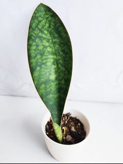 (Category: ) located in . Submitted by goodflorist (Listing ID 1444939908, Image 1). Description: .