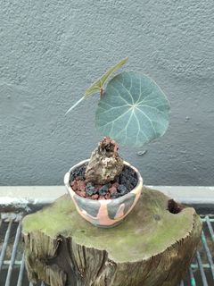 (Category: ) located in . Submitted by juliusng (Listing ID 1444958225, Image 1). Description: .