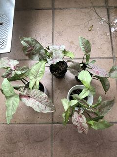 (Category: ) located in . Submitted by clover.forest (Listing ID 1444878334, Image 1). Description: .