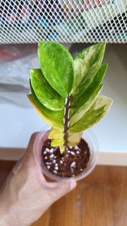 (Category: ) located in . Submitted by desmoteoh (Listing ID 1444943773, Image 1). Description: .