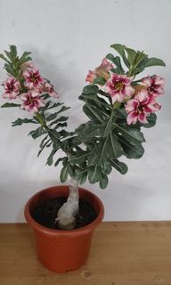 (Category: ) located in . Submitted by jtflorist (Listing ID 1445061001, Image 1). Description: .
