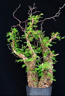 （分類：）位於 。 由 caudex_wonders 提交（商品編號 1445130334，圖片 1）。簡介： 。