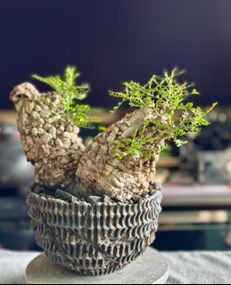 （分類：）位於 。 由 dixk.ng.52 提交（商品編號 1435242491，圖片 1）。簡介： 。