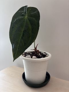 （分類：）位於 。 由 thechocho_g 提交（商品編號 1295107157，圖片 1）。簡介： 。