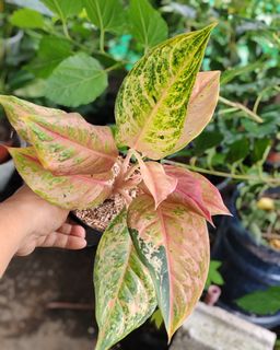 (Category: ) located in . Submitted by plantcorner (Listing ID 1445161877, Image 1). Description: .