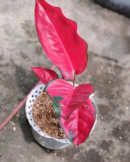 (Category: ) located in . Submitted by plantcorner (Listing ID 1445162284, Image 1). Description: .