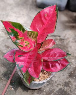 (Category: ) located in . Submitted by plantcorner (Listing ID 1445162702, Image 1). Description: .