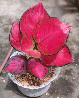 (Category: ) located in . Submitted by plantcorner (Listing ID 1445162428, Image 1). Description: .