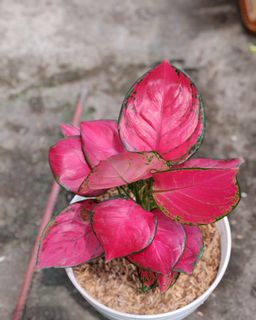 (Category: ) located in . Submitted by plantcorner (Listing ID 1445162868, Image 1). Description: .