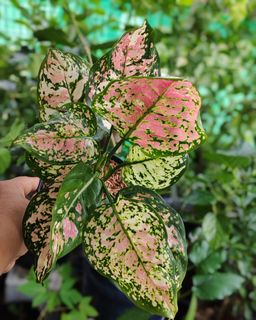 (Category: ) located in . Submitted by plantcorner (Listing ID 1445162070, Image 1). Description: .