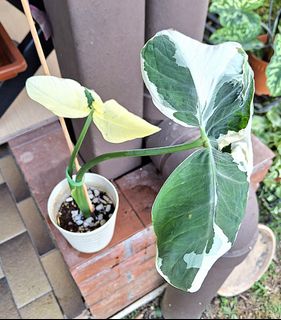 (Category: ) located in . Submitted by siew3232 (Listing ID 1445064681, Image 1). Description: .