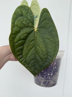 (Category: ) located in . Submitted by plantvatesg (Listing ID 1445080359, Image 1). Description: .
