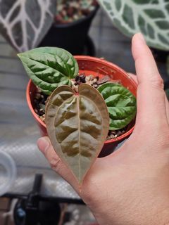 (Category: ) located in . Submitted by jungrow (Listing ID 1445193531, Image 1). Description: .