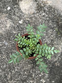（分類：）位於 。 由 jenmamee 提交（商品編號 1445145039，圖片 1）。簡介： 。