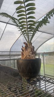 (Category: ) located in . Submitted by plantabeast_ (Listing ID 1445120221, Image 1). Description: .
