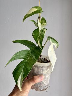 (Category: ) located in . Submitted by plants_and_such (Listing ID 1445072925, Image 1). Description: .