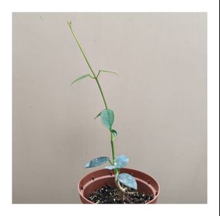 (Category: ) located in . Submitted by HomeGreenery (Listing ID 1445124571, Image 1). Description: .