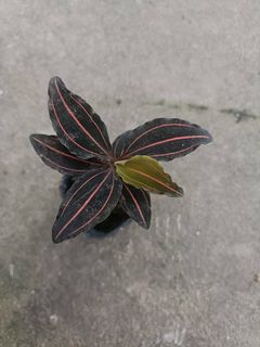 (Category: ) located in . Submitted by sindo.sg (Listing ID 1445217139, Image 1). Description: .