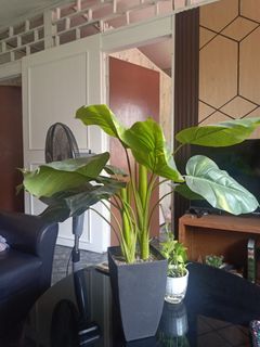 (Category: ) located in . Submitted by aneppo088 (Listing ID 1445207565, Image 1). Description: .
