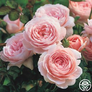 (Category: ) located in . Submitted by roseandplants (Listing ID 1445204808, Image 1). Description: .