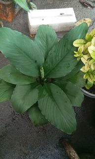 (Category: ) located in . Submitted by plantcorner (Listing ID 1445161359, Image 1). Description: .