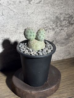 （分類：）位於 。 由 nikumachi 提交（商品編號 1445155359，圖片 1）。簡介： 。