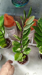 (Category: ) located in . Submitted by desmoteoh (Listing ID 1445117661, Image 1). Description: .