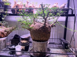 （分類：）位於 。 由 cyw17 提交（商品編號 1445265877，圖片 1）。簡介： 。