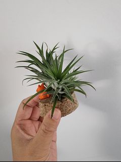 （分類：）位於 。 由 nacy2214 提交（商品編號 1445332279，圖片 1）。簡介： 。