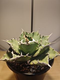 （分類：）位於 。 由 plantplayer 提交（商品編號 1445417652，圖片 1）。簡介： 。