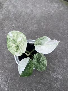 (Category: ) located in . Submitted by addicted2plants (Listing ID 1445255315, Image 1). Description: .