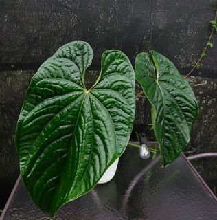 (Category: ) located in . Submitted by plantsnp (Listing ID 1445372530, Image 1). Description: .