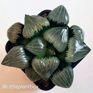 (Category: ) located in . Submitted by littleplantbox (Listing ID 1445409616, Image 1). Description: .