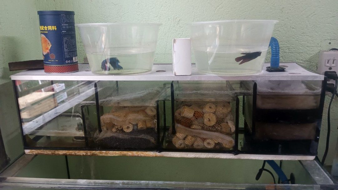 Large Aquarium Tank with Multiple Compartments and Accessories (Category: Homes & Other Pet Accessories) located in Quezon City. Submitted by monszkie027 (Listing ID 1445419153, Image 2). Description: - 20 Gal tank with sump filter - Includes Filtration and Media - Comes with fish food - Ideal for separating fish or multi-level aquatic setups - Fully functional with minor cosmetic wear (water stains) - Ready for your aquatic pets.