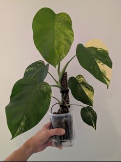 (Category: ) located in . Submitted by toto.leaf (Listing ID 1445241224, Image 1). Description: .