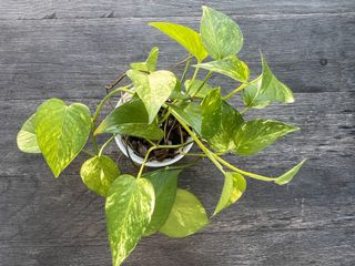 （分類：）位於 。 由 ltplants 提交（商品編號 1393280248，圖片 1）。簡介： 。