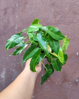 (Category: ) located in . Submitted by plantcorner (Listing ID 1445358625, Image 1). Description: .