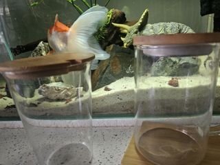 (Category: ) located in . Submitted by suzi838 (Listing ID 1445236795, Image 1). Description: .