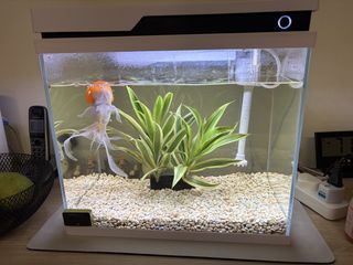 (Category: ) located in . Submitted by trinxie.trinkles (Listing ID 1445378530, Image 1). Description: .