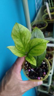(Category: ) located in . Submitted by desmoteoh (Listing ID 1445326695, Image 1). Description: .