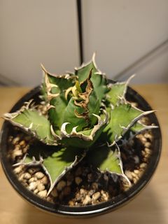 （分類：）位於 。 由 plantplayer 提交（商品編號 1445578773，圖片 1）。簡介： 。
