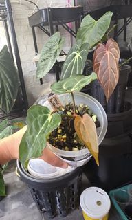(Category: ) located in . Submitted by ywc1982 (Listing ID 1440578181, Image 1). Description: .
