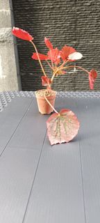 (Category: ) located in . Submitted by tli_bali (Listing ID 1445523475, Image 1). Description: .