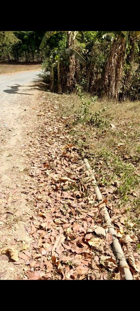 Cawongan, Brgy. Mapulo, Taysan, Batangas (Category: Lot) located in Batangas. Submitted by jaimess (Listing ID 1445446743, Image 2). Description: It is a flat land, the area is 6,389 sq.m. the price is 7M along the brgy road, clear documents. contact me if you want to know all..